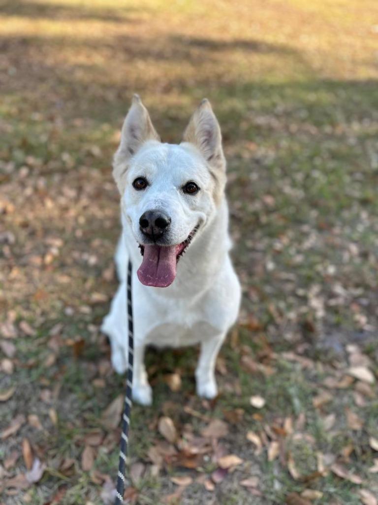 Enlarge Nova, a Adoptable mixed breed in Kingsland, GA image 5/6