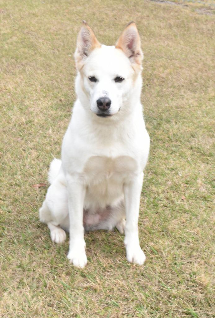 Enlarge Nova, a Adoptable mixed breed in Kingsland, GA image 6/6