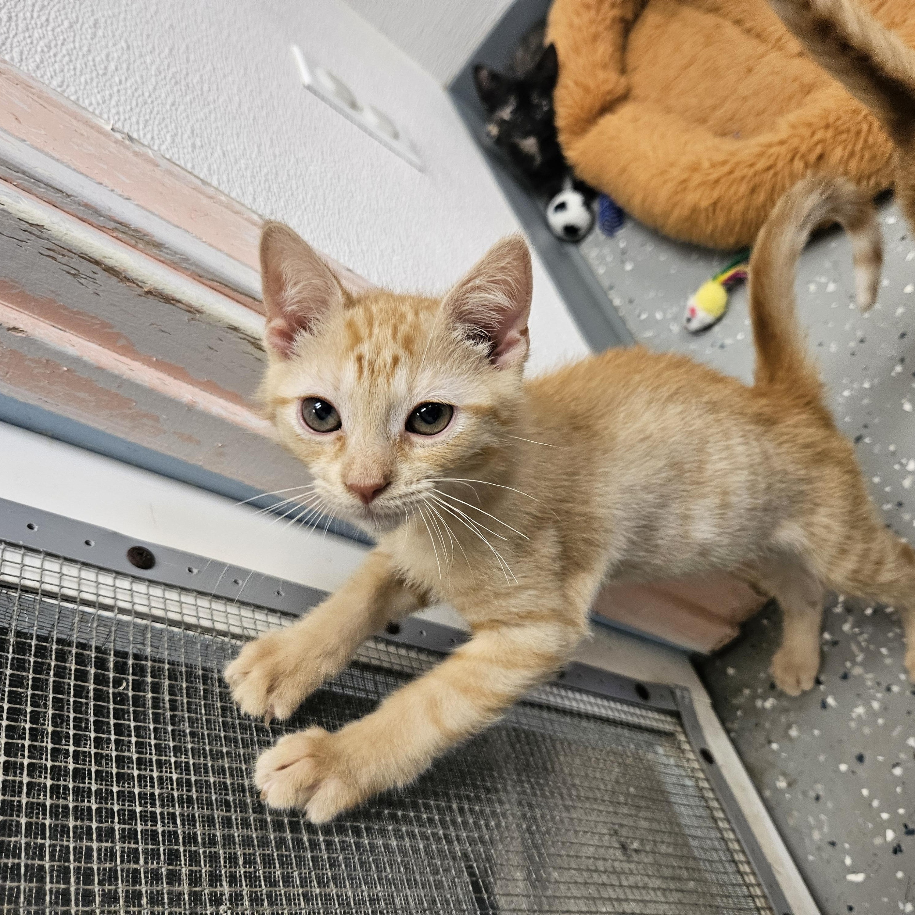 Pet Image