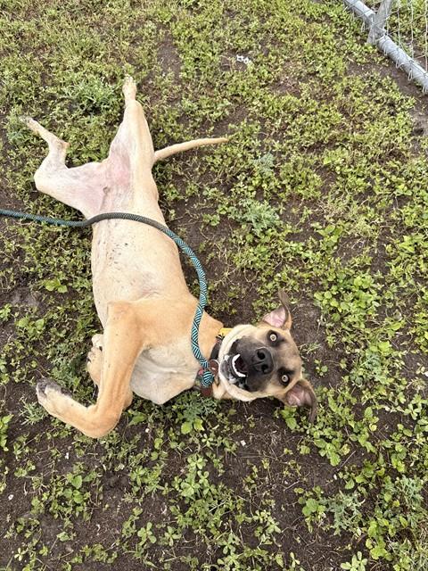 Enlarge RONNIE, a Adoptable mixed breed in Corpus Christi, TX image 1/1