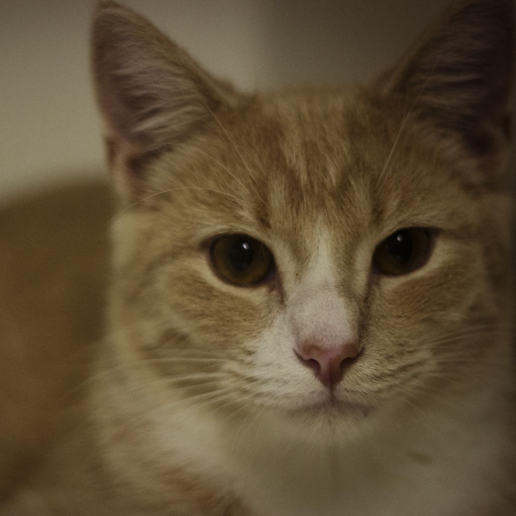 Weasley, Adoptable, Adult Male Domestic Short Hair.