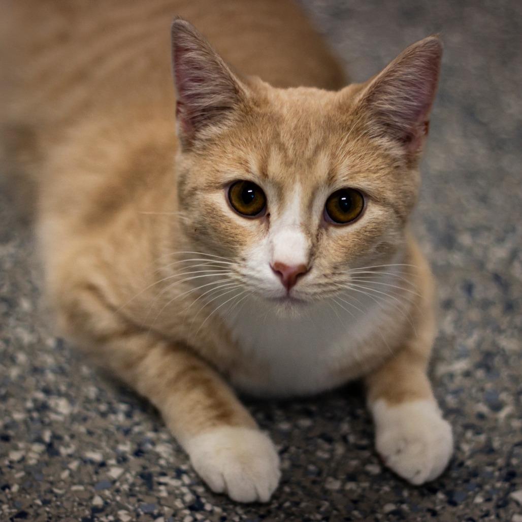Weasley, a Adoptable Domestic Short Hair in Prairie du Chien, WI image 2/3