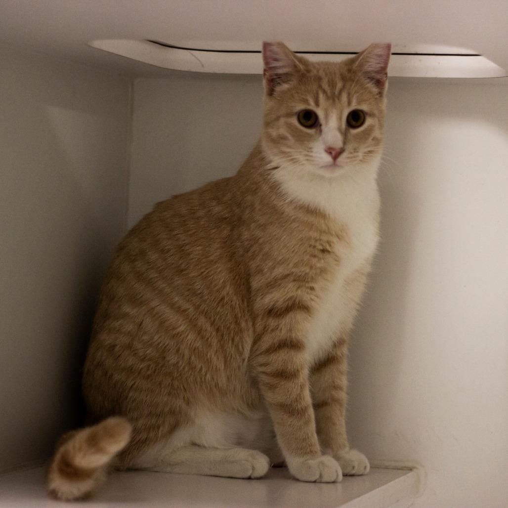 Weasley, a Adoptable Domestic Short Hair in Prairie du Chien, WI image 3/3