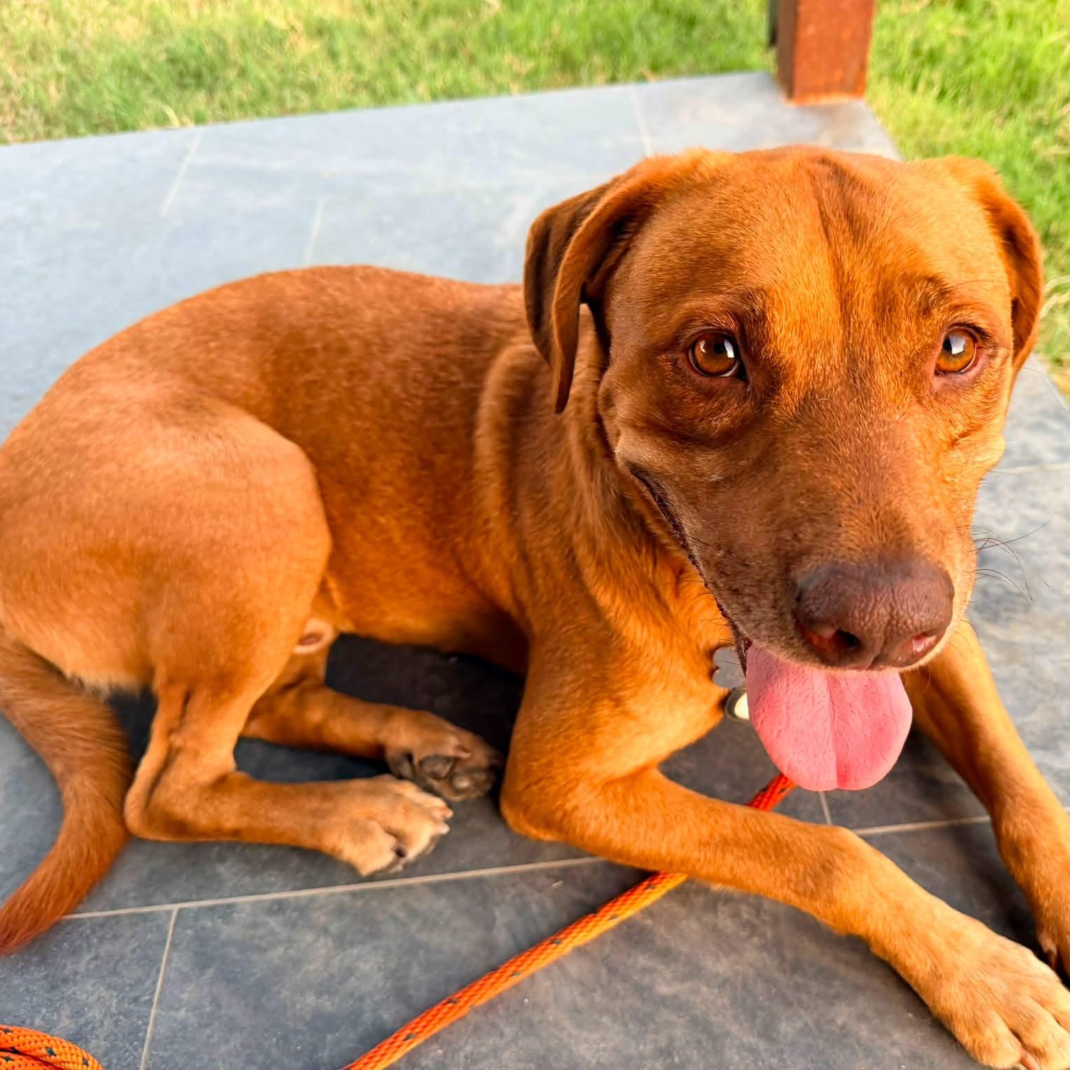 Enlarge BUDDY, a Adoptable mixed breed in Dallas, TX image 6/6