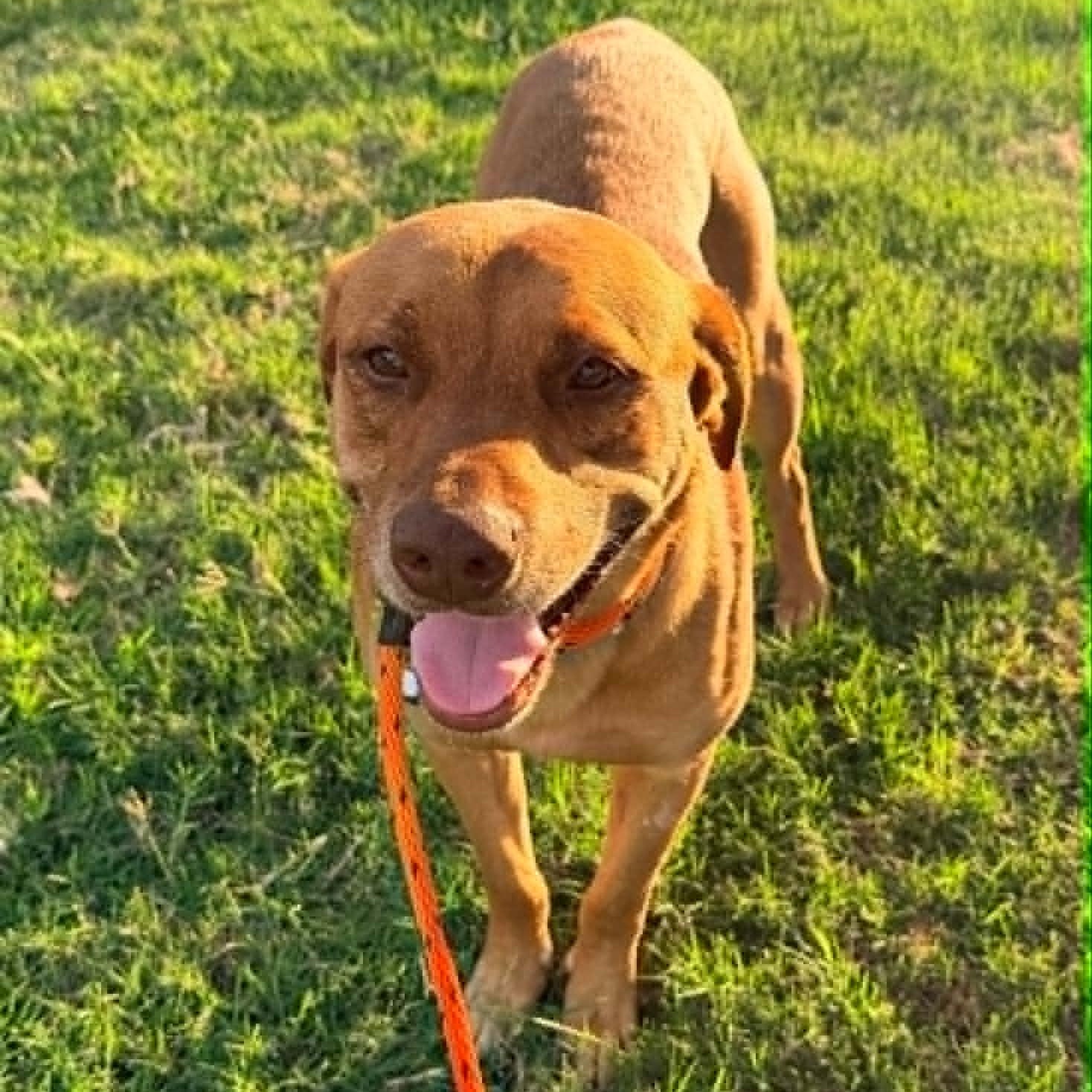 Enlarge BUDDY, a Adoptable mixed breed in Dallas, TX image 5/6