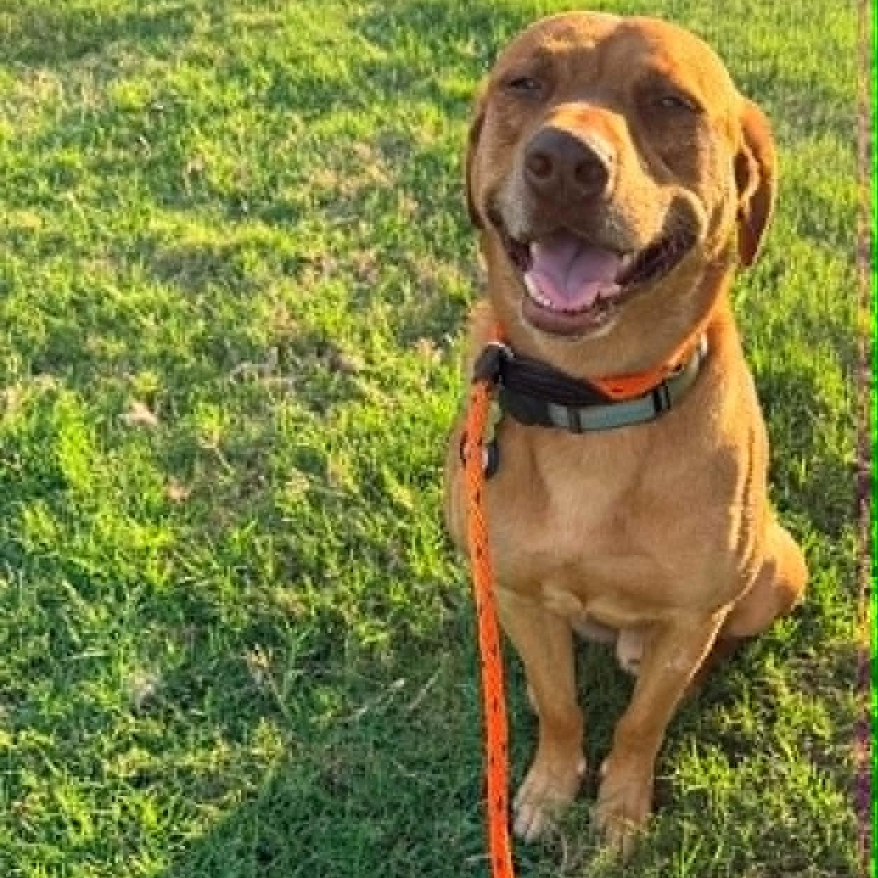 Enlarge BUDDY, a Adoptable mixed breed in Dallas, TX image 3/6