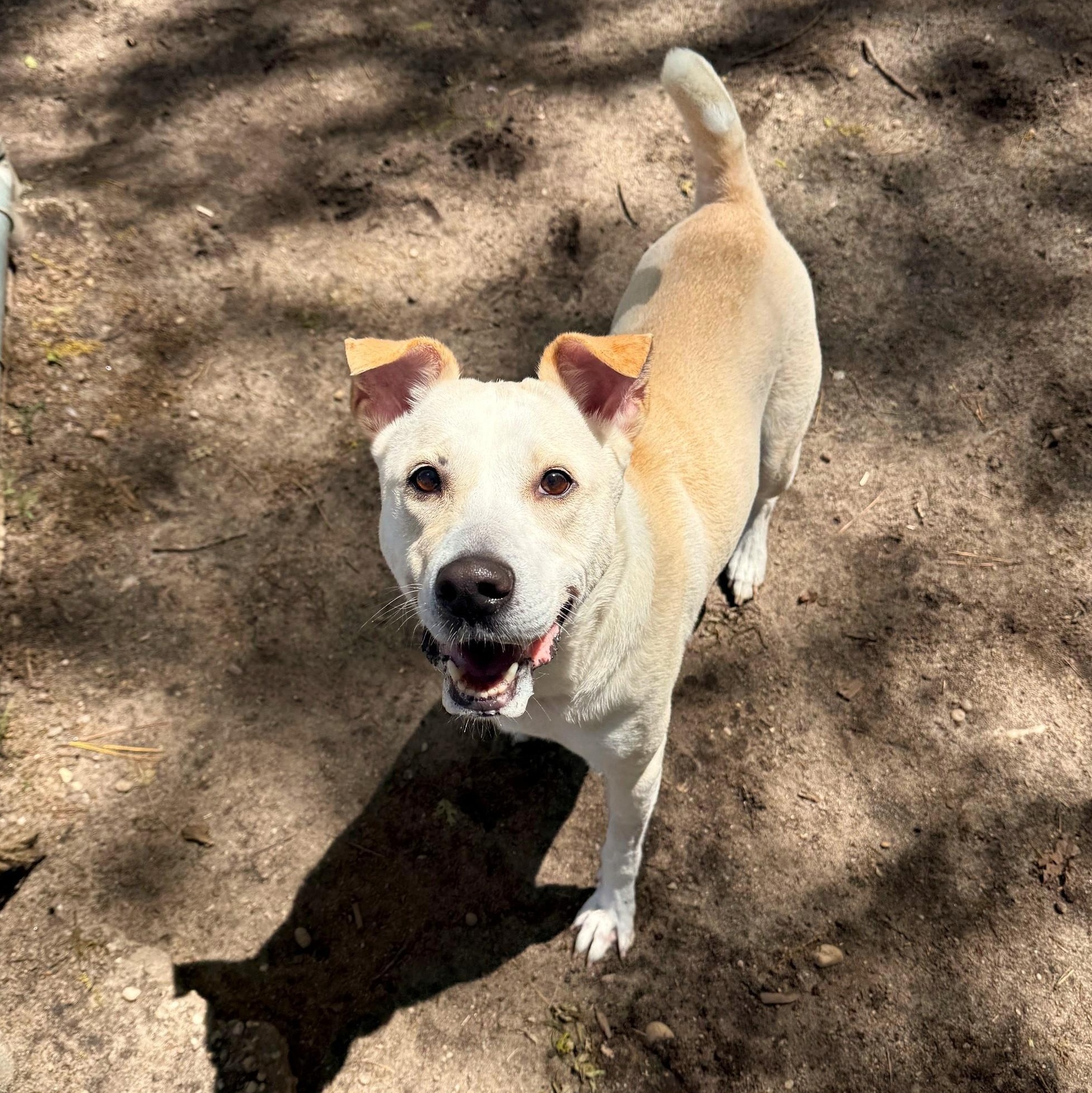 Enlarge Toast, a ADOPTABLE Mixed Breed in Brookhaven, NY image 4/4