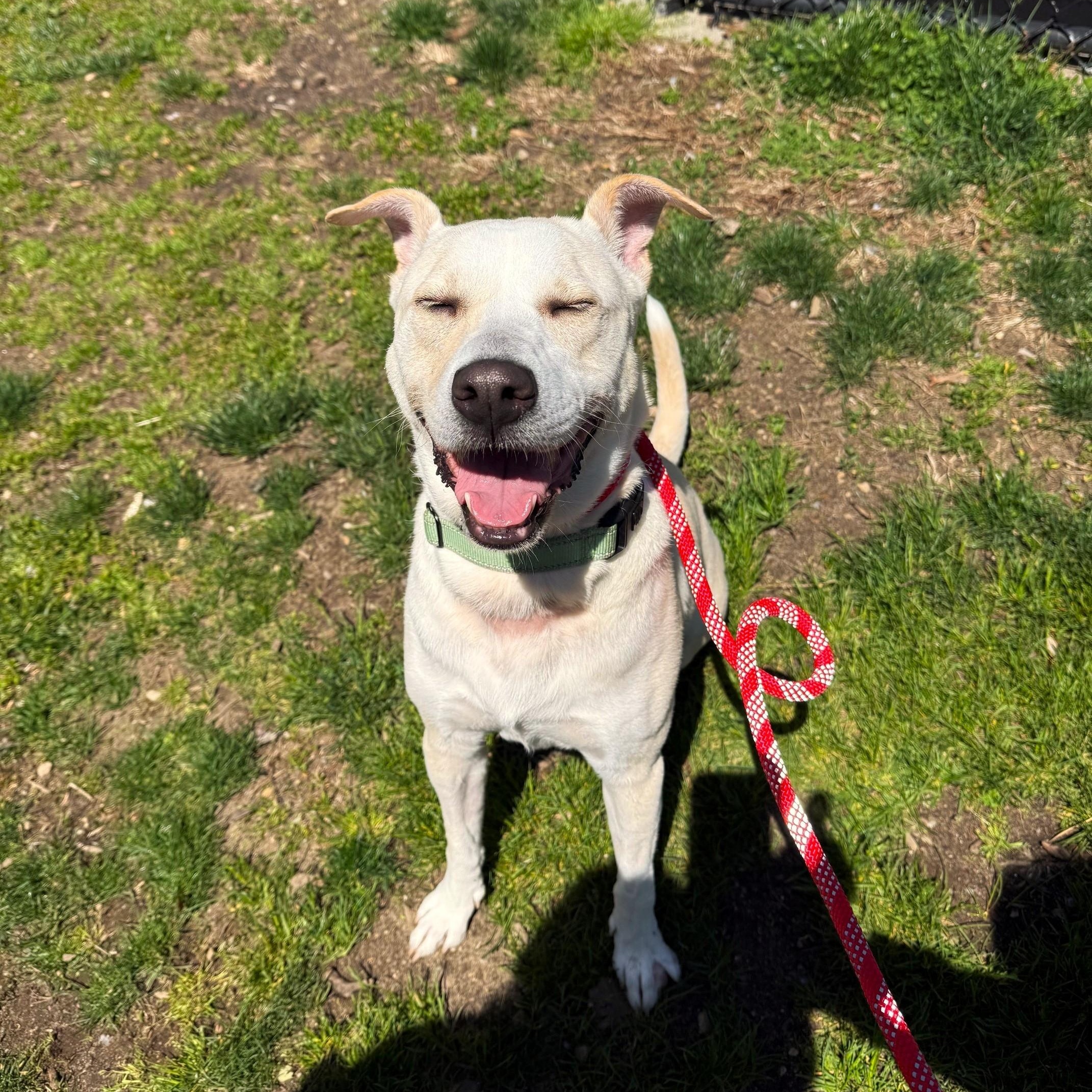 Enlarge Toast, a ADOPTABLE Mixed Breed in Brookhaven, NY image 3/4