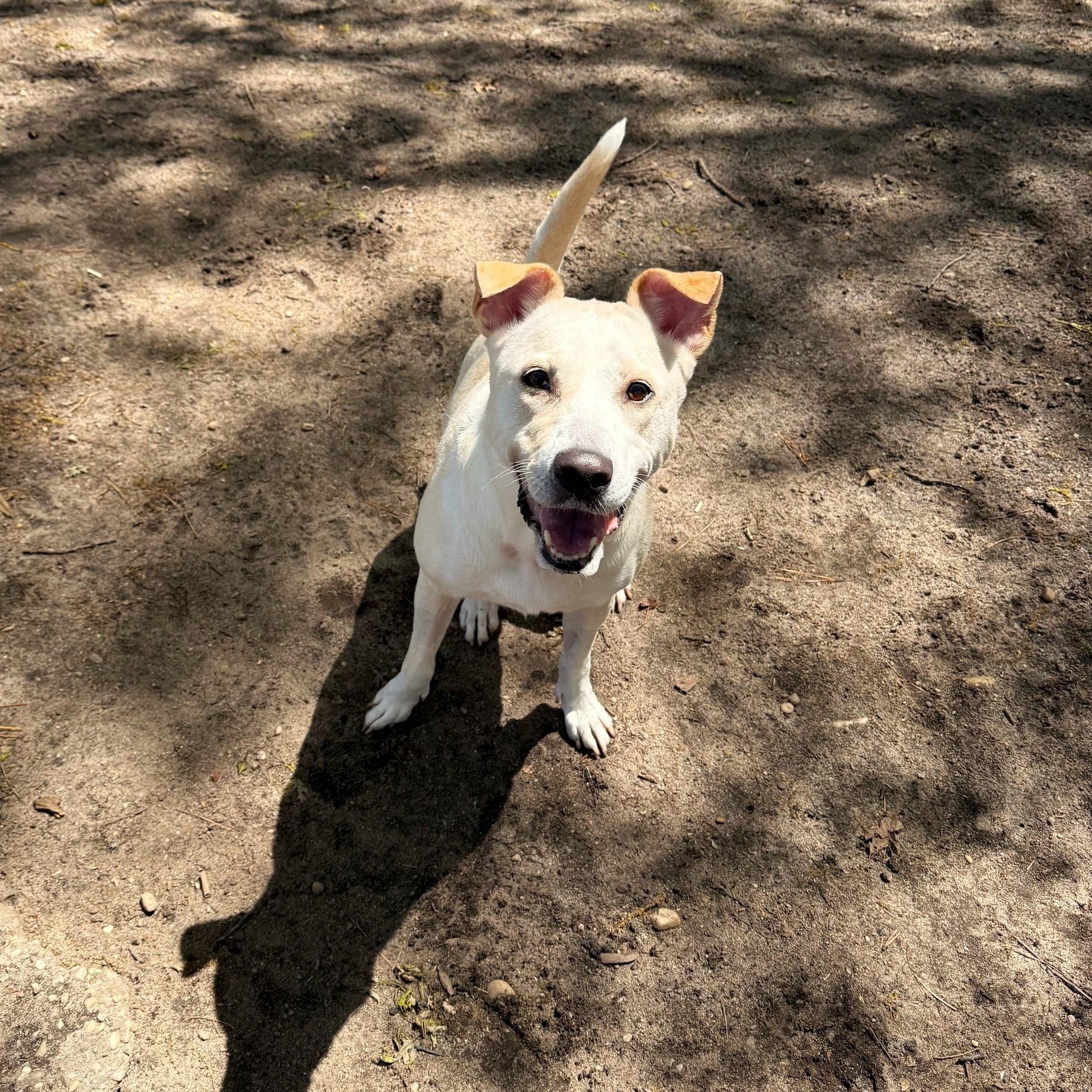 Enlarge Toast, a ADOPTABLE Mixed Breed in Brookhaven, NY image 2/4