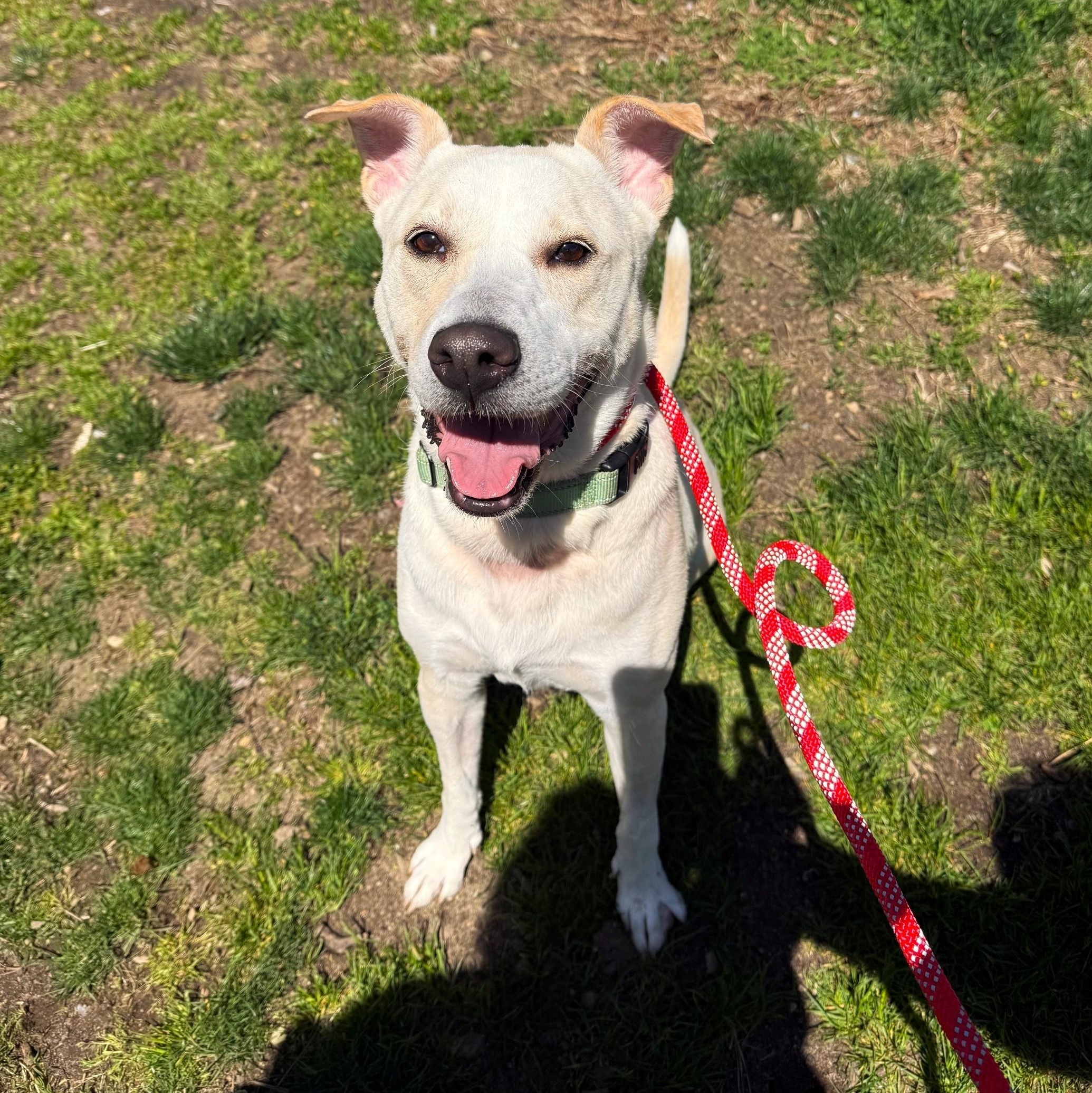 Enlarge Toast, a ADOPTABLE Mixed Breed in Brookhaven, NY image 1/4