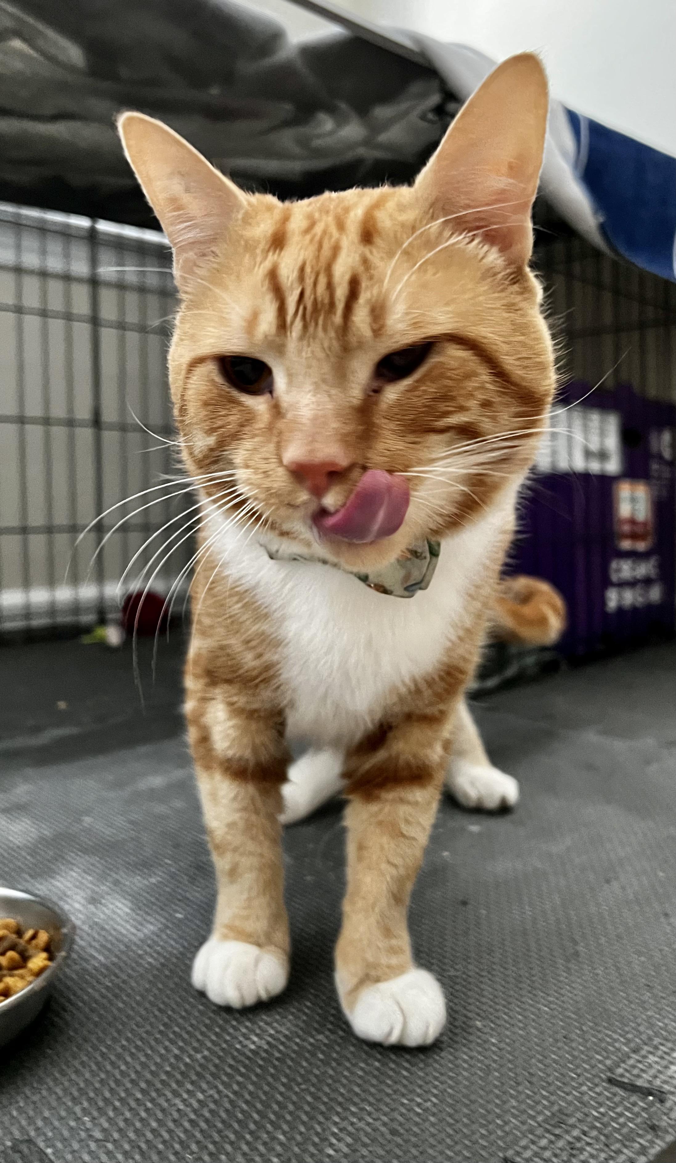 Todd, Adopted, Adult Male Domestic Short Hair.