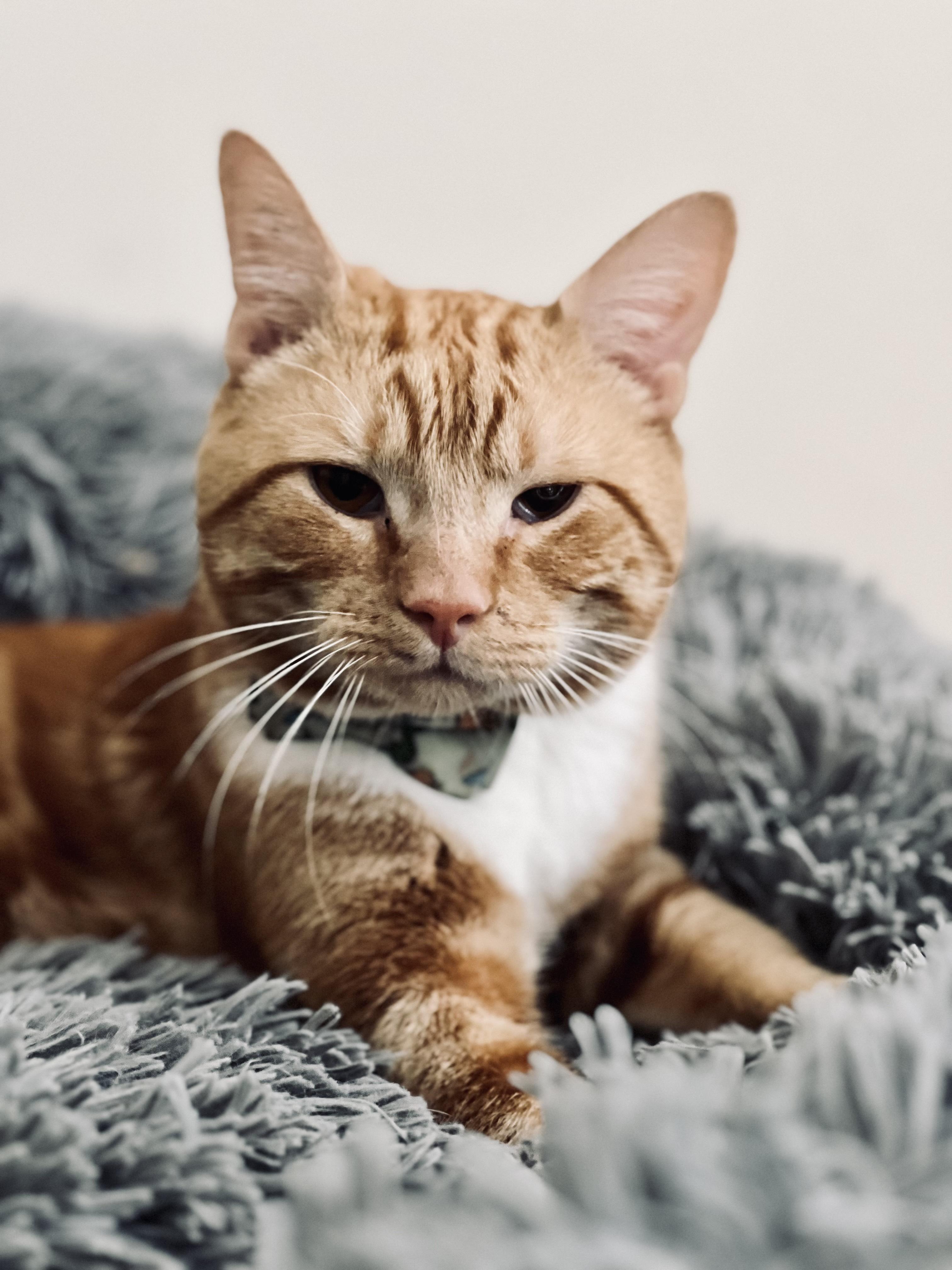 Enlarge Todd, a Adopted mixed breed in Raleigh, NC image 2/3