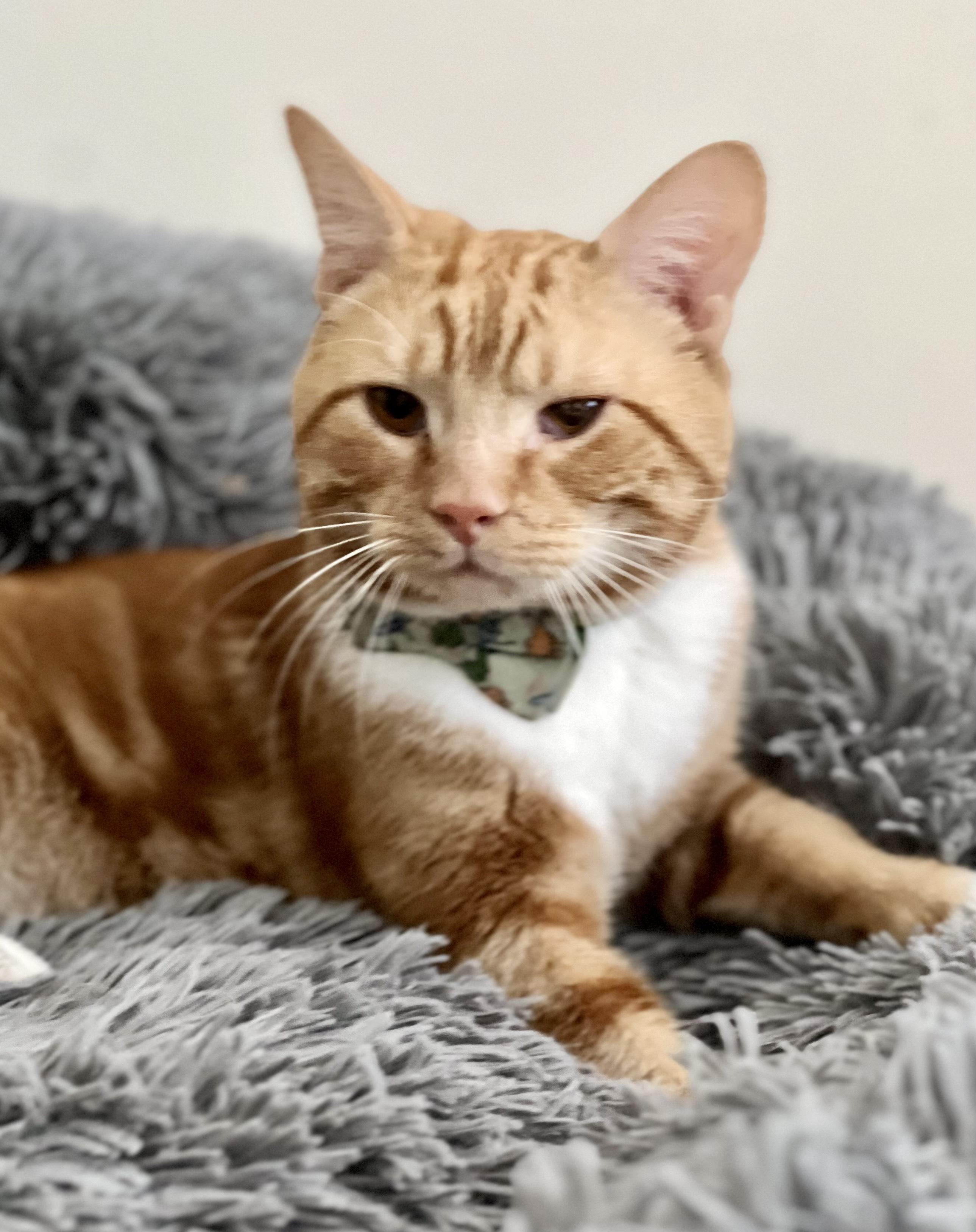 Enlarge Todd, a Adopted mixed breed in Raleigh, NC image 3/3