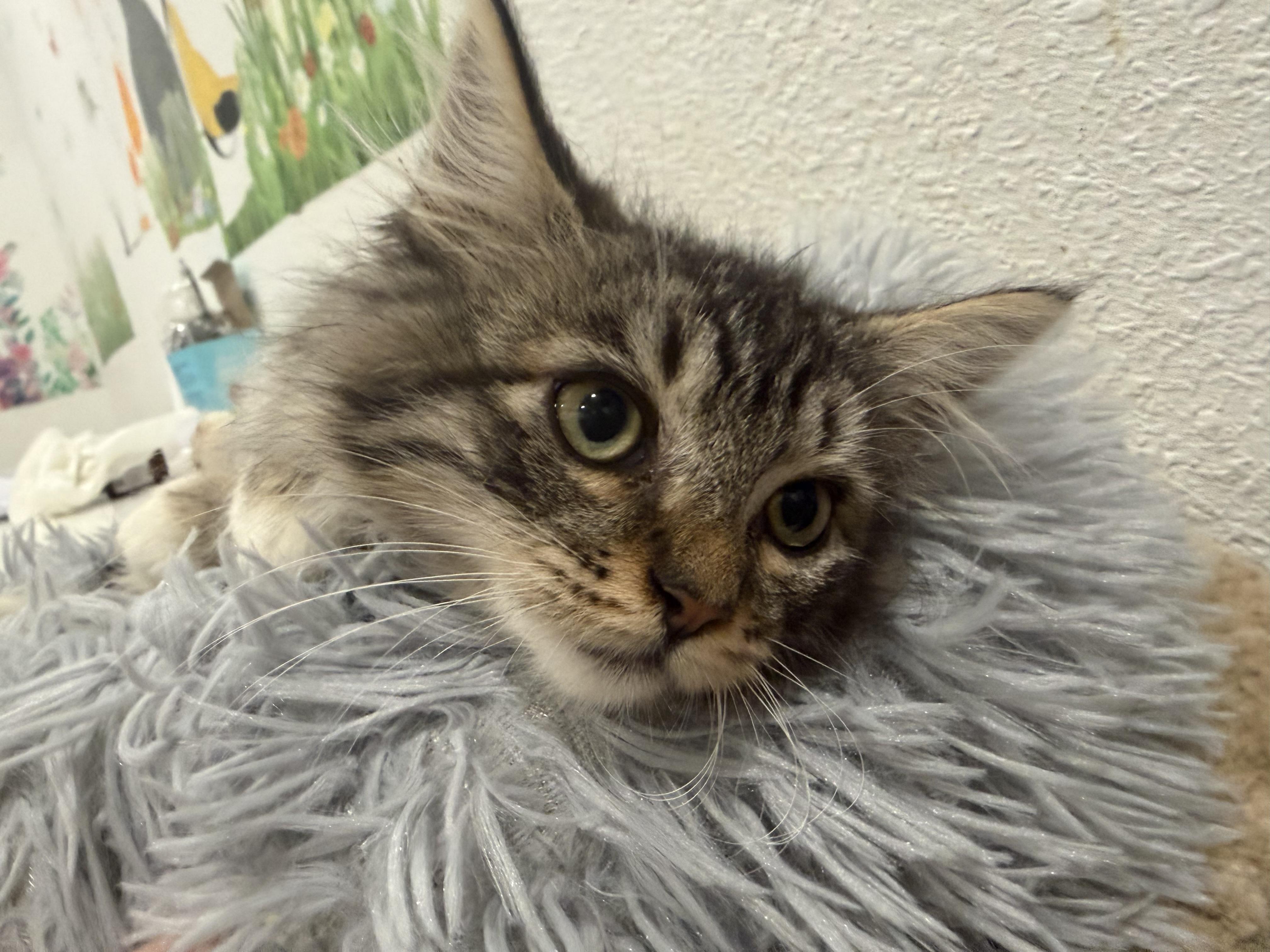 Enlarge Angel, a ADOPTABLE Domestic Long Hair in Rio Linda, CA image 1/6