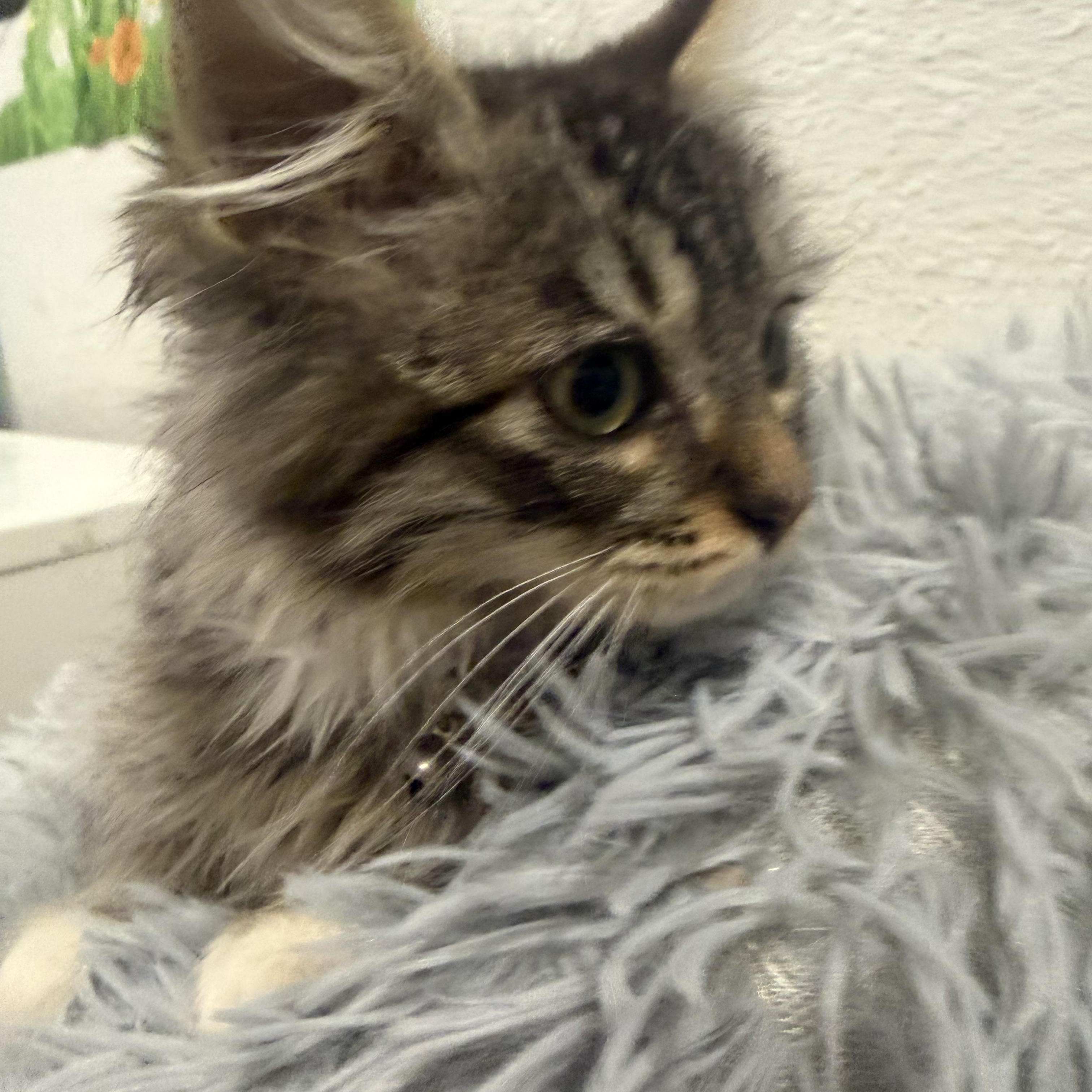 Enlarge Angel, a ADOPTABLE Domestic Long Hair in Rio Linda, CA image 2/6