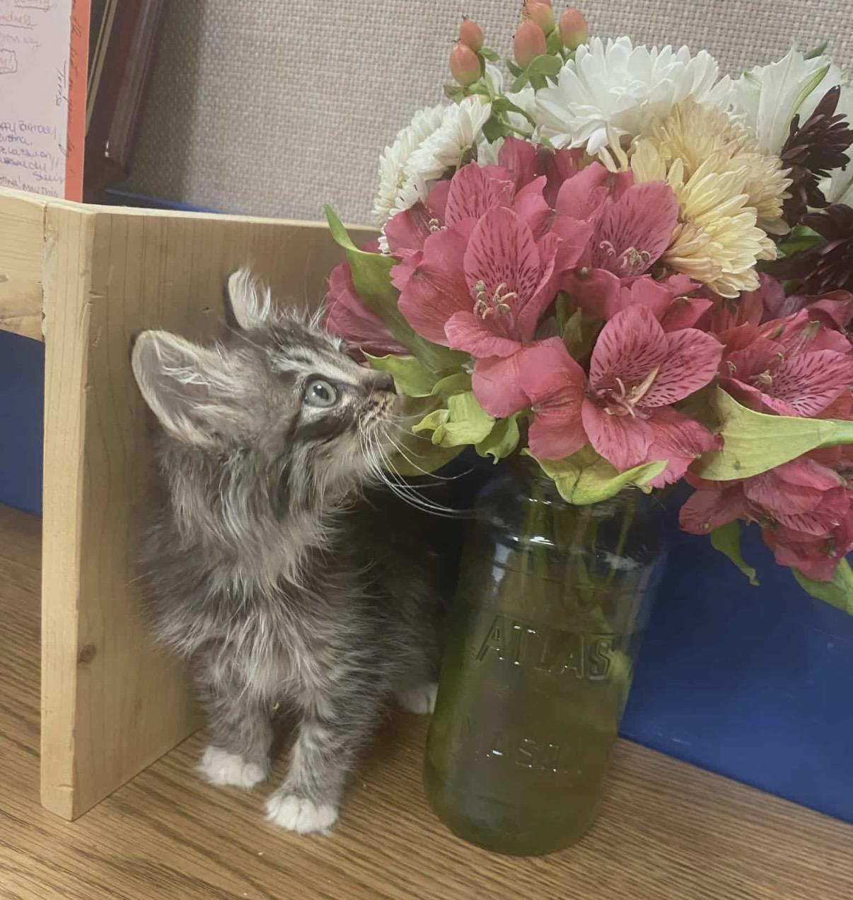 Enlarge Angel, a ADOPTABLE Domestic Long Hair in Rio Linda, CA image 3/6