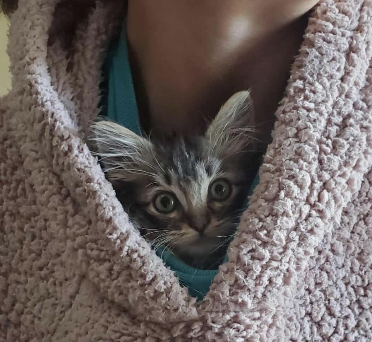 Enlarge Angel, a ADOPTABLE Domestic Long Hair in Rio Linda, CA image 4/6