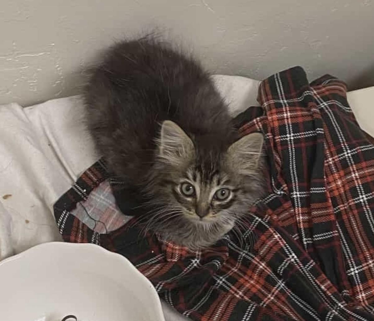 Enlarge Angel, a ADOPTABLE Domestic Long Hair in Rio Linda, CA image 5/6