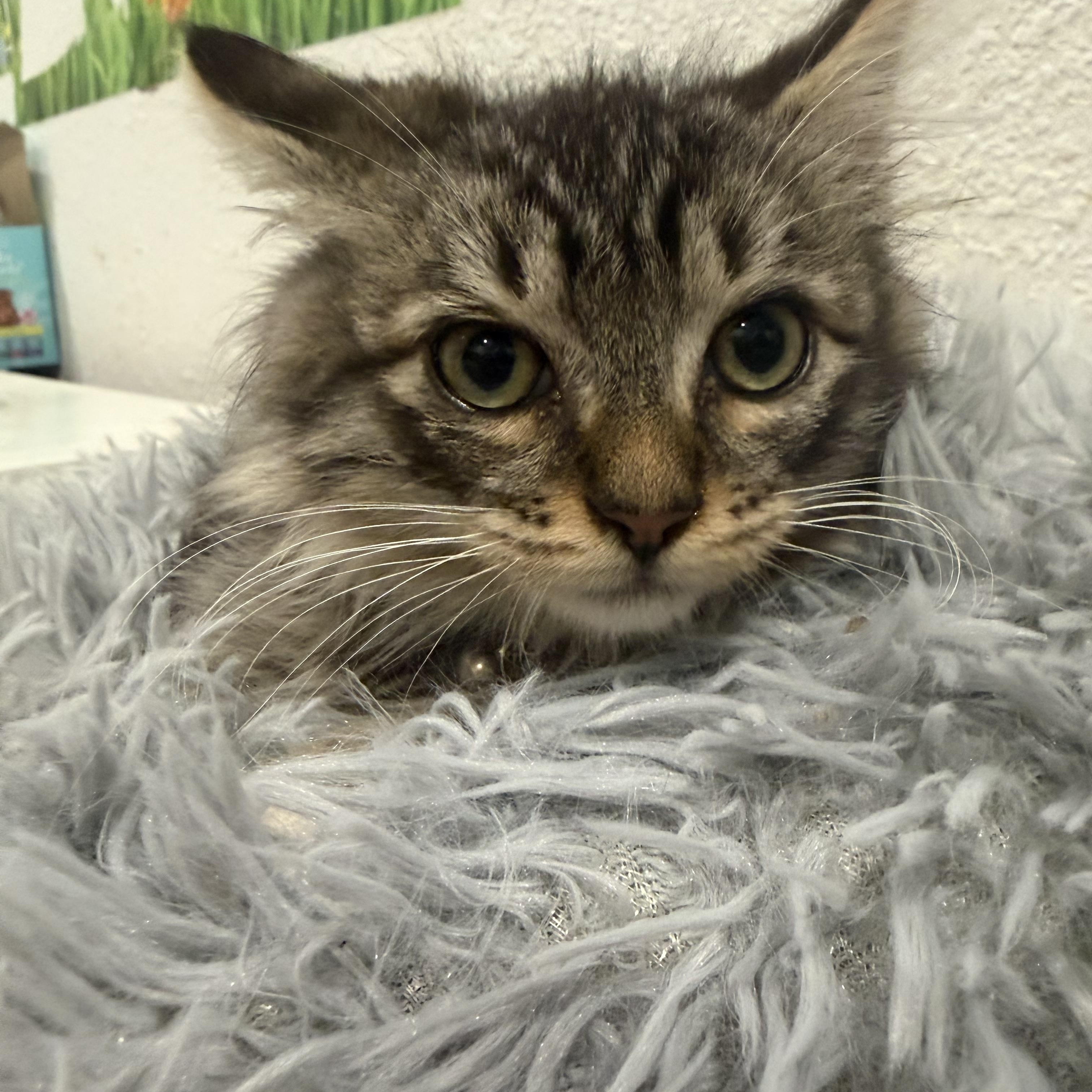 Enlarge Angel, a ADOPTABLE Domestic Long Hair in Rio Linda, CA image 6/6