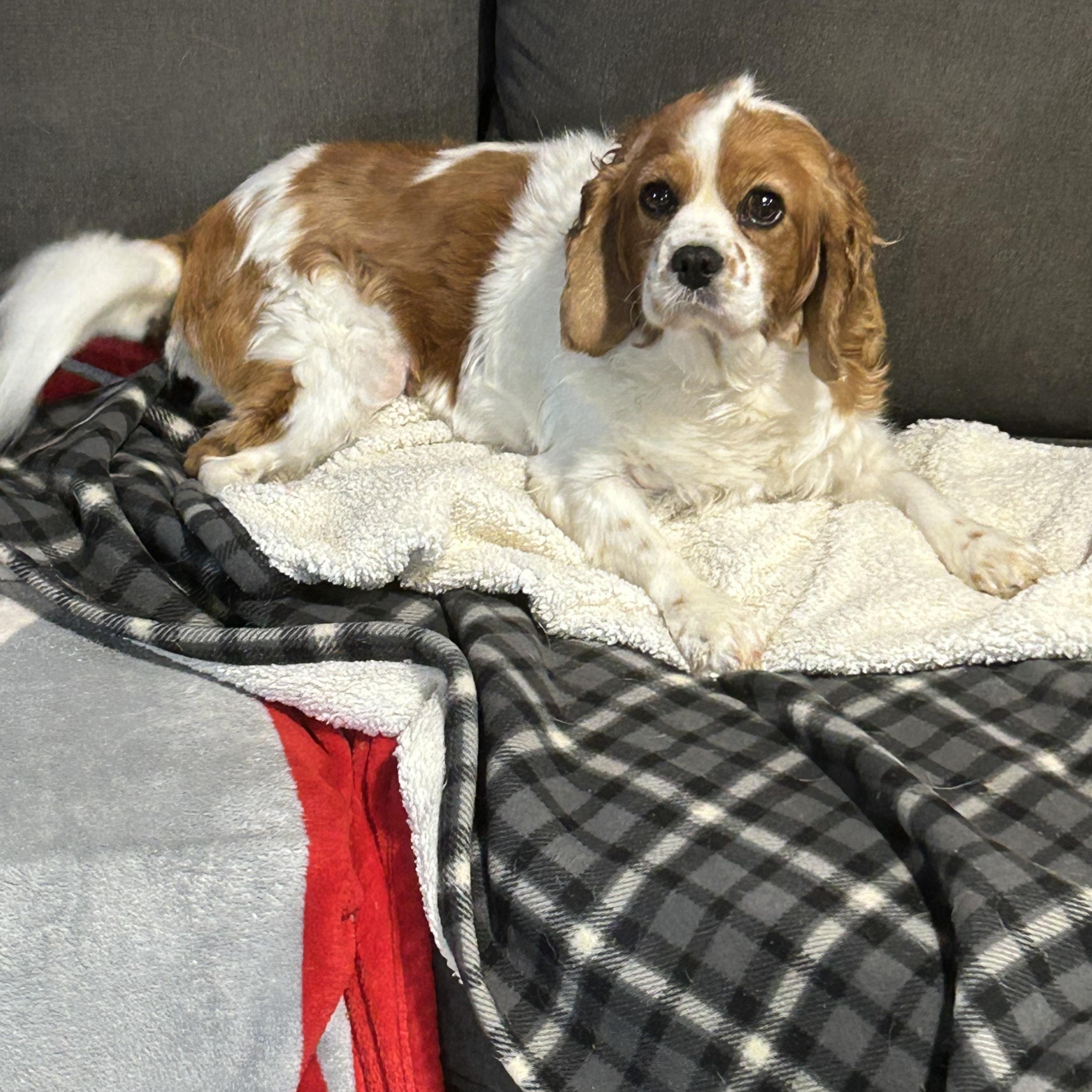 Couch Katie, a Adoptable Cavalier King Charles Spaniel in Maumee , OH image 2/6