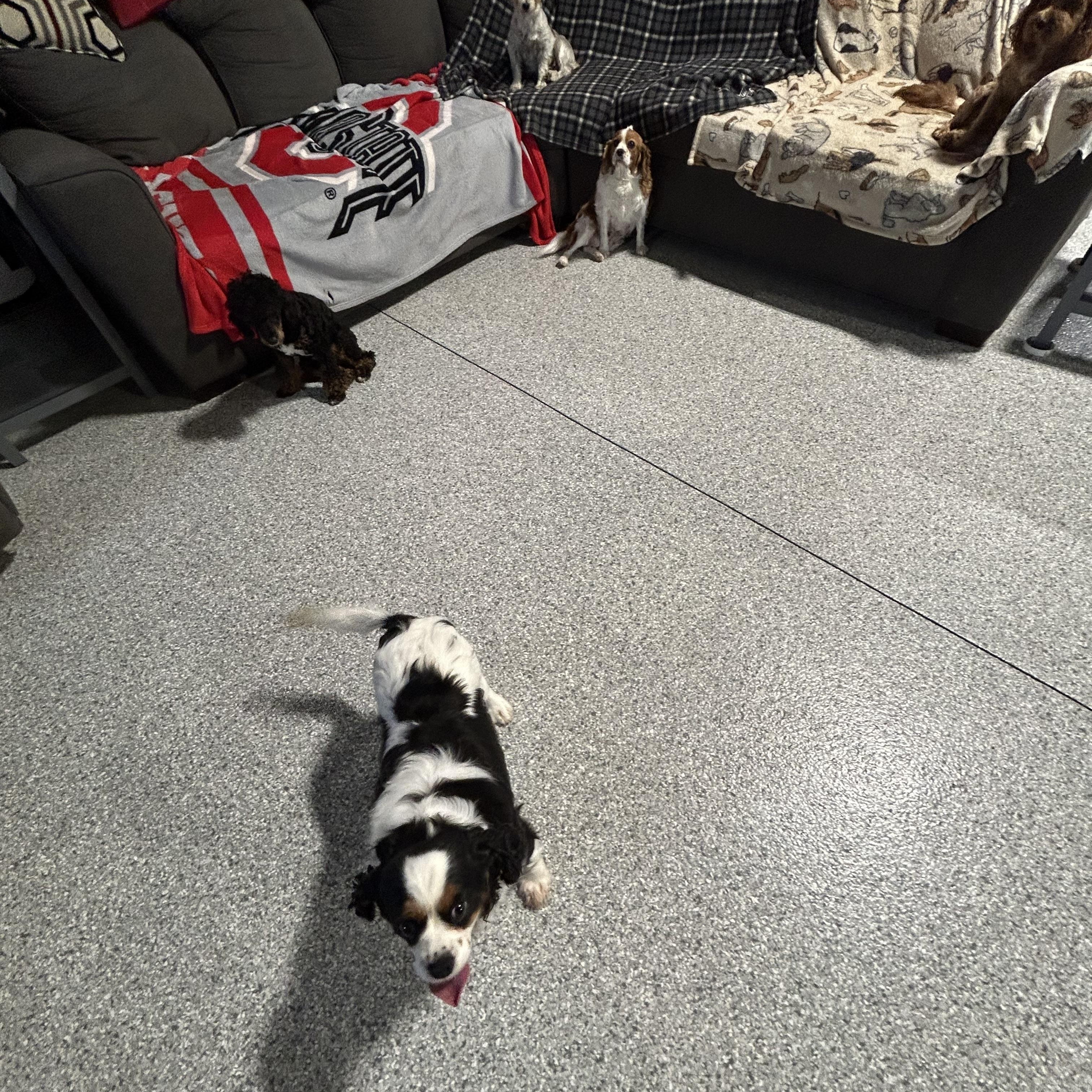 Couch Katie, a Adoptable Cavalier King Charles Spaniel in Maumee , OH image 4/6
