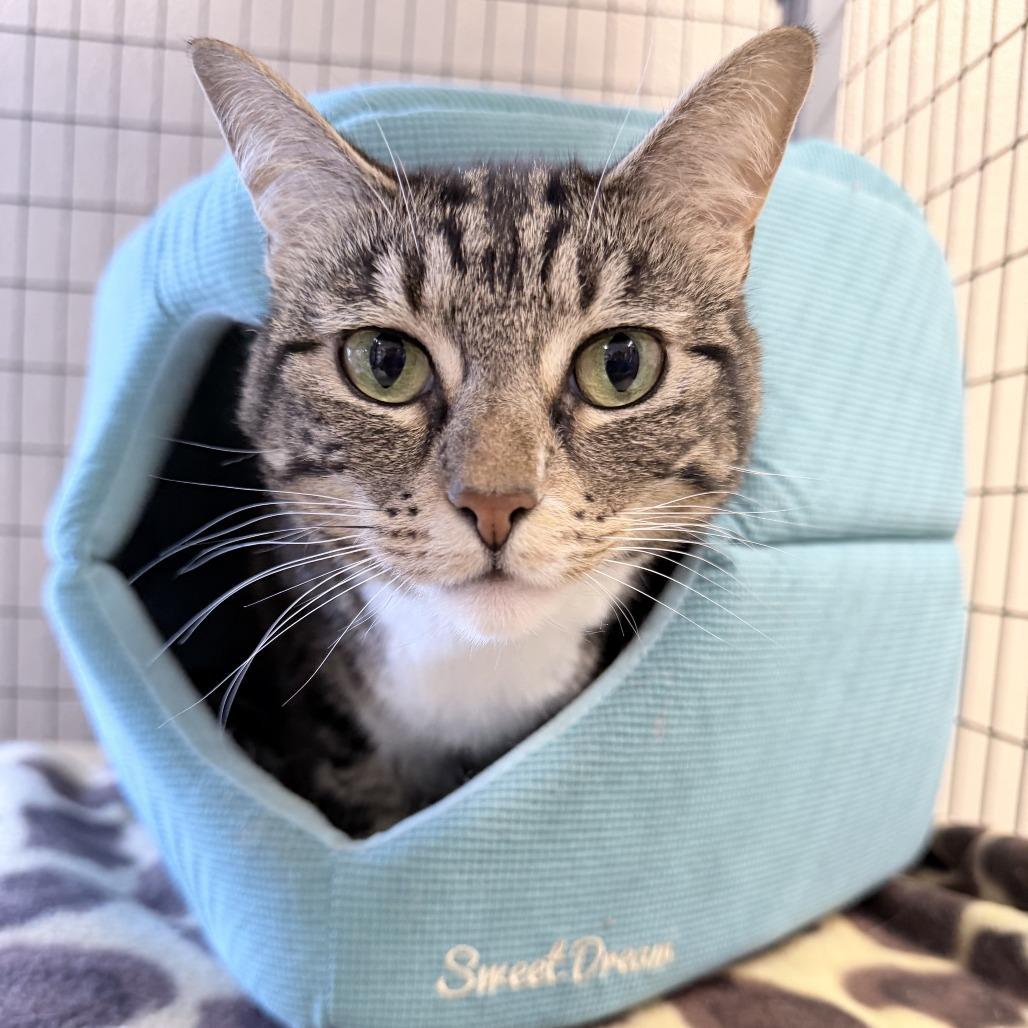 Melon, Adoptable, Senior Female Domestic Short Hair.