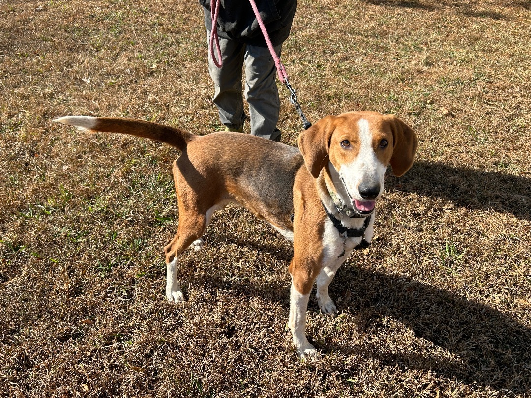 Naomi, a Adoptable Treeing Walker Coonhound in Charles City, VA image 1/5
