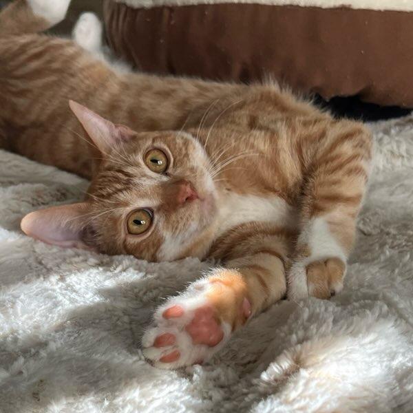 Cheetos, a Adoptable Domestic Short Hair in Naperville, IL image 3/6