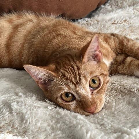 Cheetos, a Adoptable Domestic Short Hair in Naperville, IL image 4/6