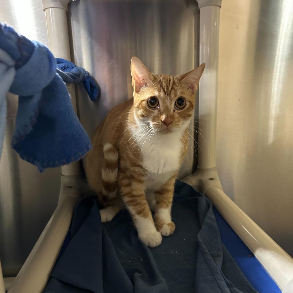 Cheetos, a Adoptable Domestic Short Hair in Naperville, IL image 6/6