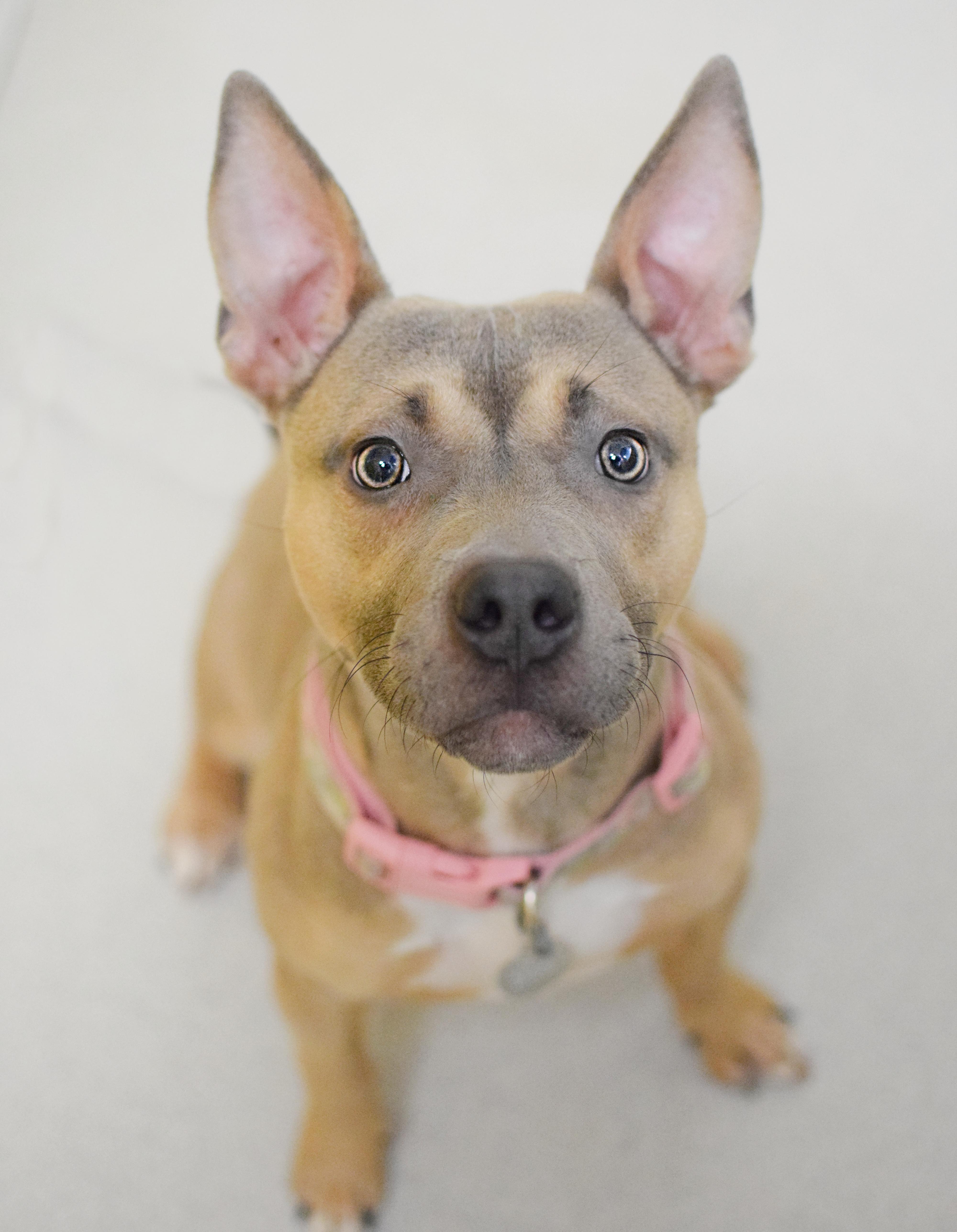 Enlarge Ariel, an adopted mixed breed in Pontiac, MI image 1/1