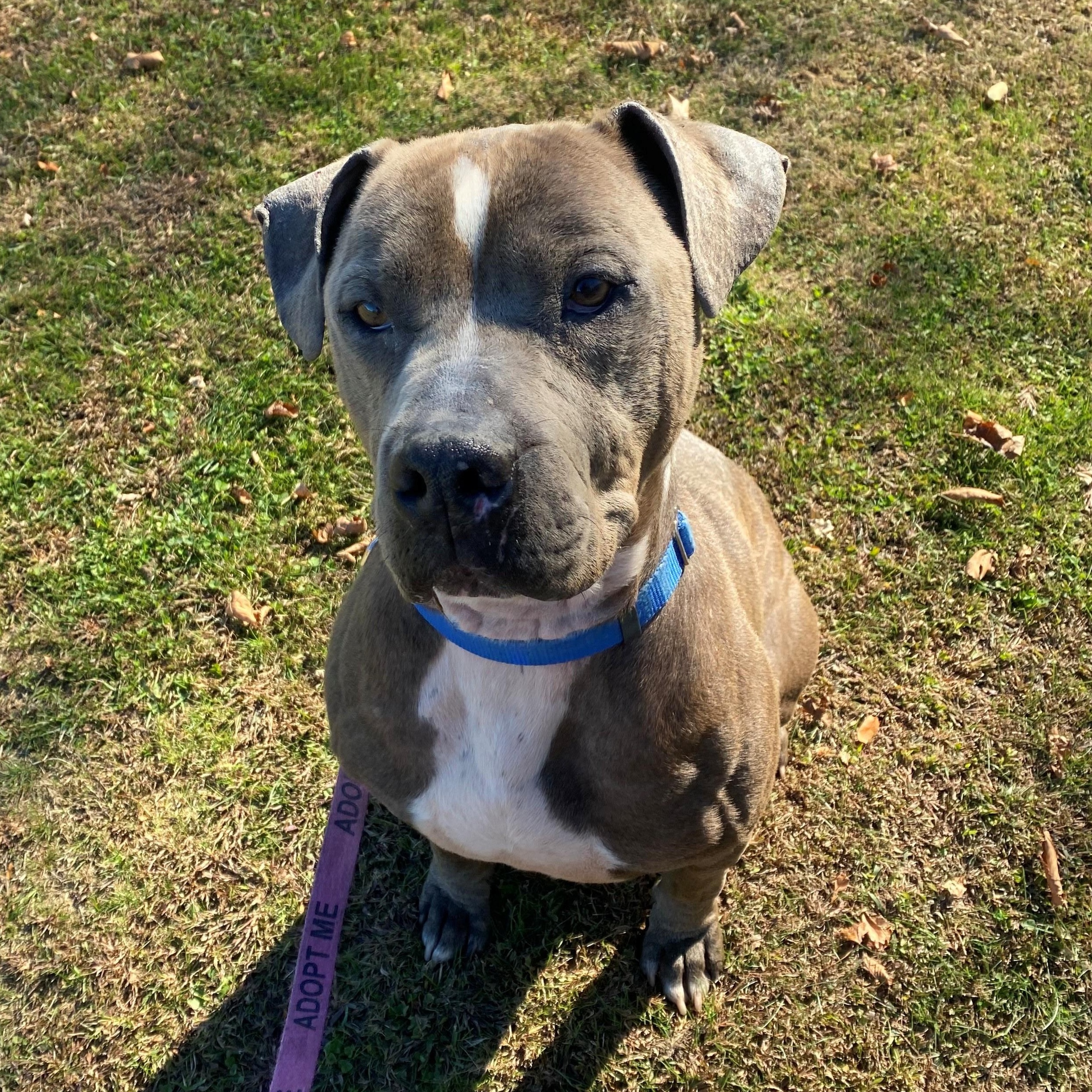 Hubbard, adoptable, Adult Male Terrier.
