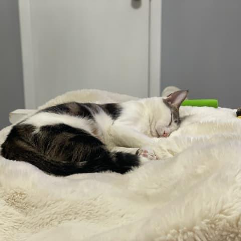 Gollum — thumbnail 3