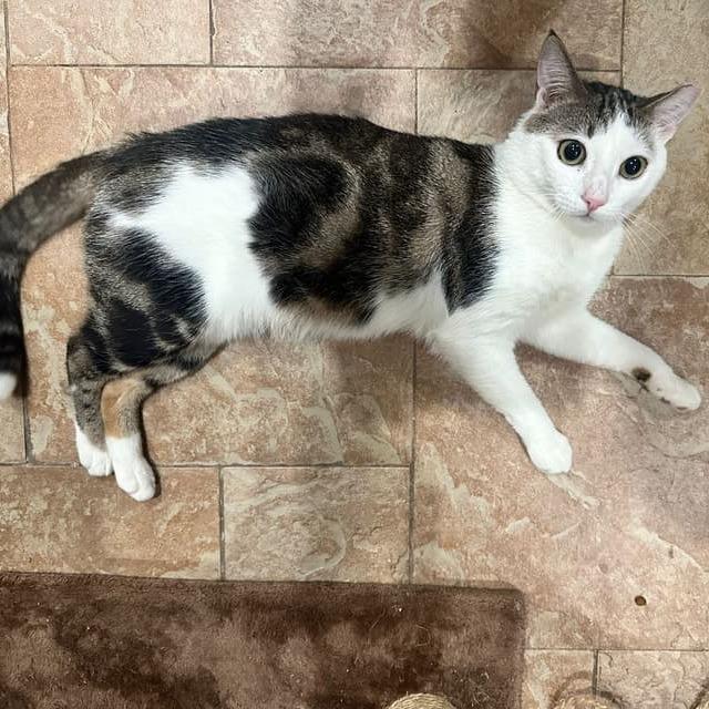 Gollum — thumbnail 4