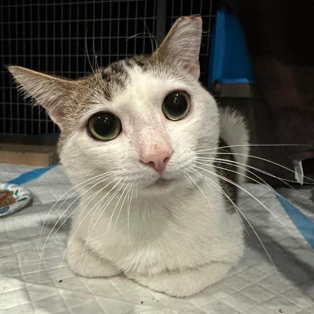 Gollum — thumbnail 5