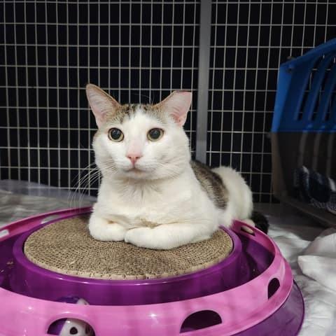 Gollum — thumbnail 6