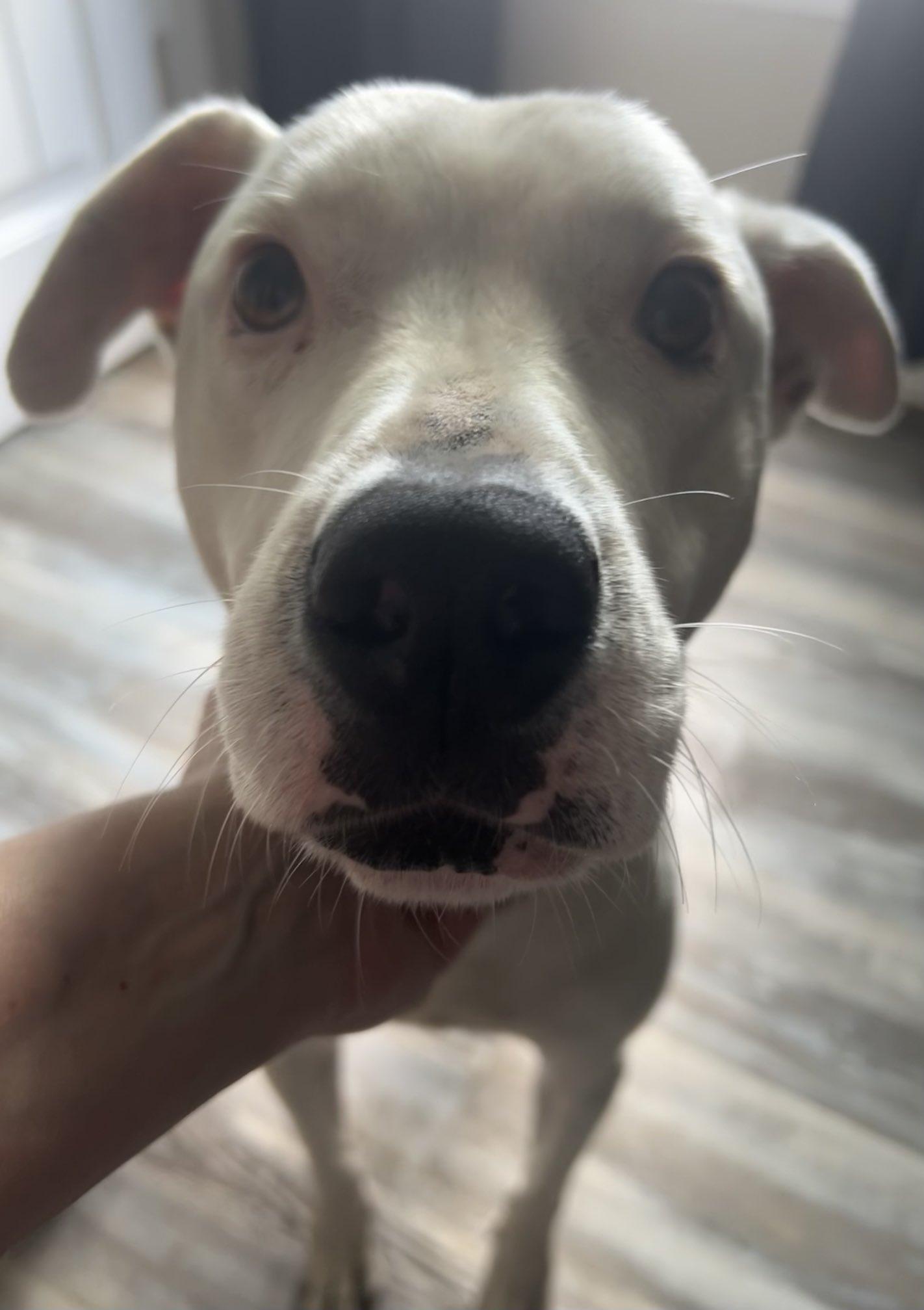 BELLA: QUIET, CLASSY, AND A JUST A LITTLE BIT OF SASSY- Read my bio if you need a best friend!, an adoptable Mixed Breed in Houlton, ME, 04730 | Photo Image 1