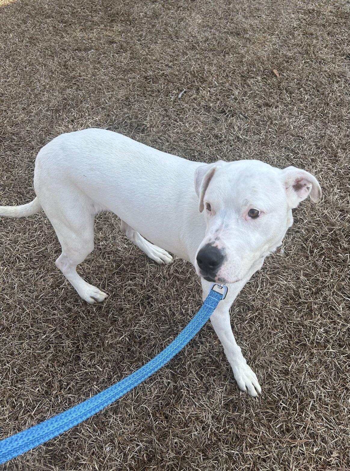 BELLA: QUIET, CLASSY, AND A JUST A LITTLE BIT OF SASSY- Read my bio if you need a best friend!, an adoptable Mixed Breed in Houlton, ME, 04730 | Photo Image 3