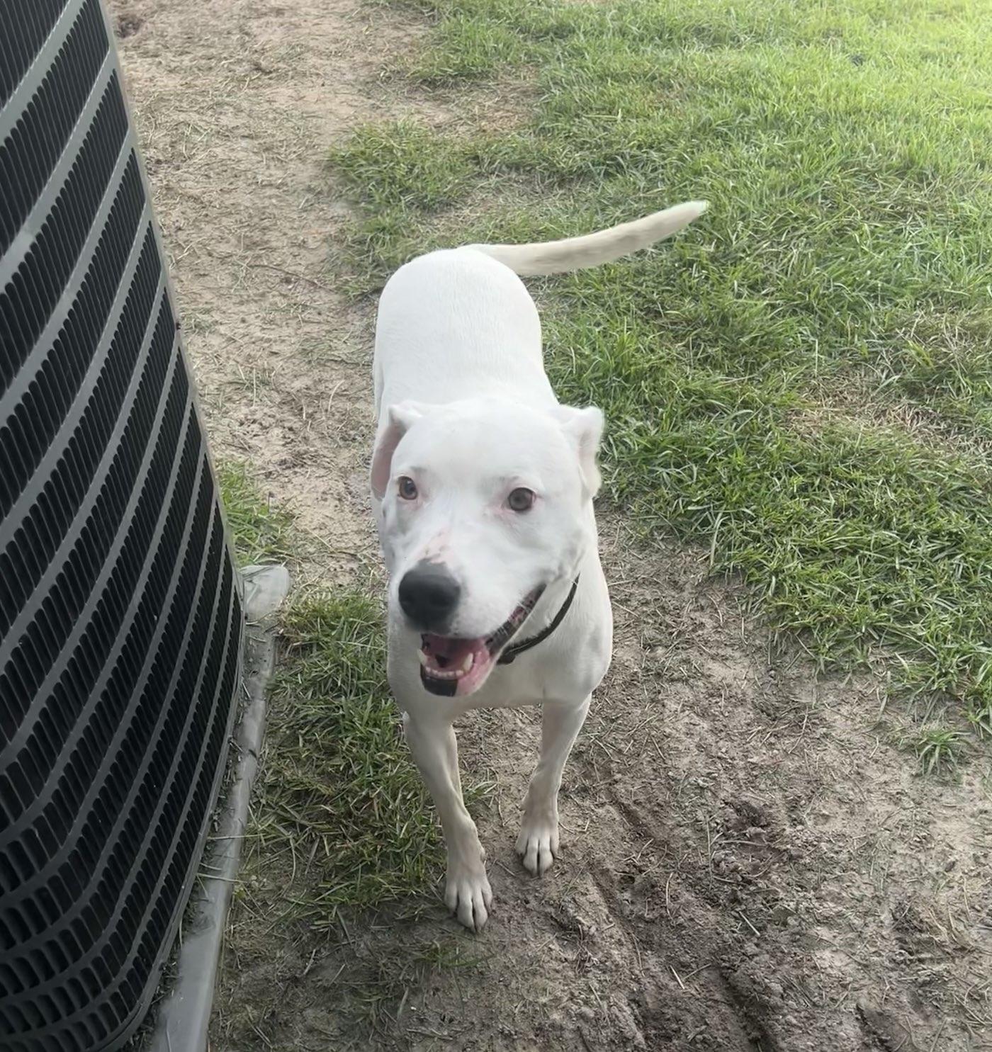 BELLA: QUIET, CLASSY, AND A JUST A LITTLE BIT OF SASSY- Read my bio if you need a best friend!, an adoptable Mixed Breed in Houlton, ME, 04730 | Photo Image 2