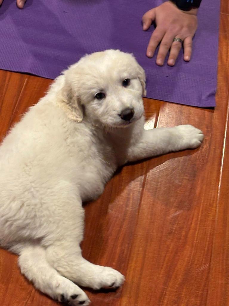 Wilbur, Adoptable, Puppy Male Labrador Retriever.