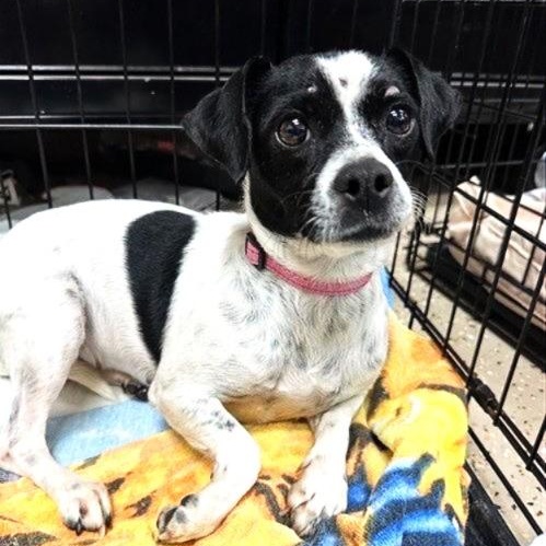 Enlarge Kimmi, a ADOPTABLE Chihuahua in Phoenix, AZ image 1/1