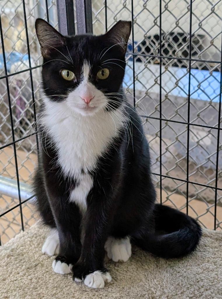 Enlarge Mama Snow White, a Adoptable mixed breed in Peoria, AZ image 2/3