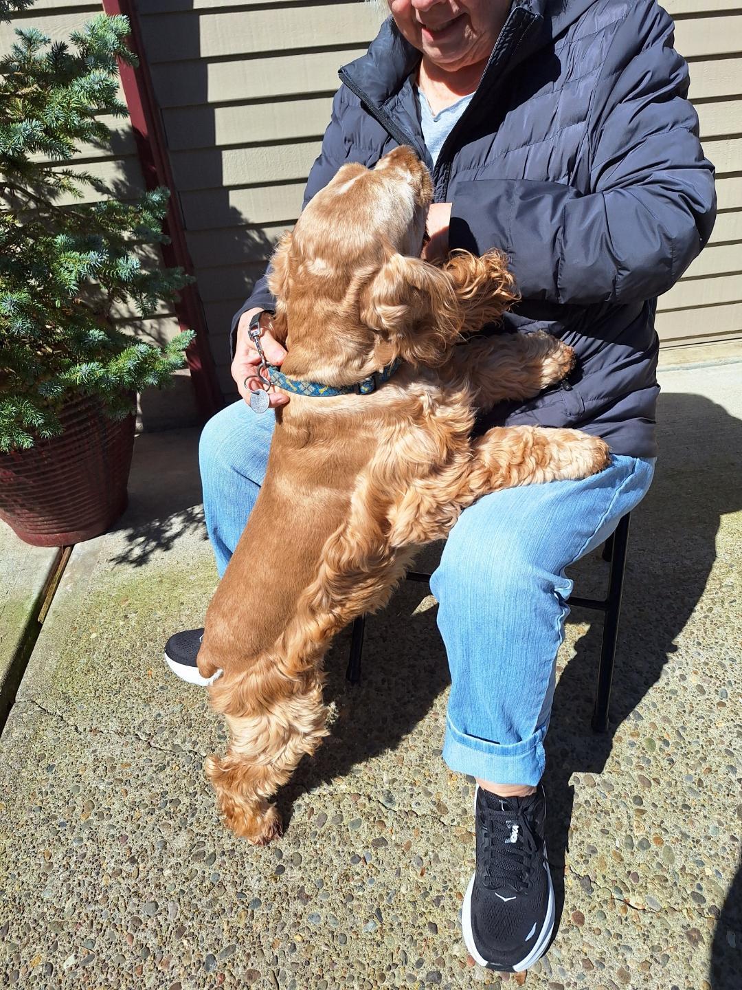 Enlarge Parker, a ADOPTABLE Cocker Spaniel in Salem, OR image 2/3