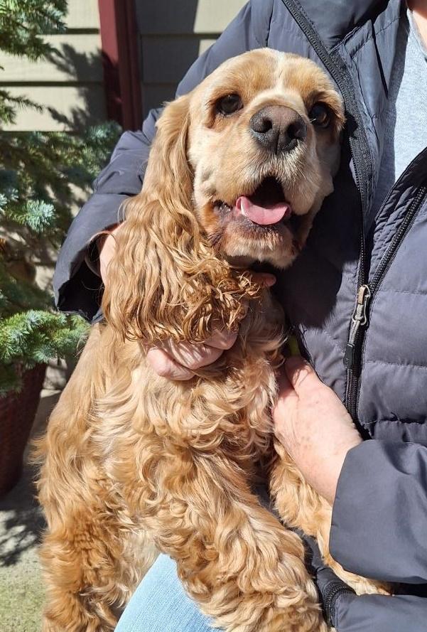 Parker, ADOPTABLE, Young Male Cocker Spaniel.