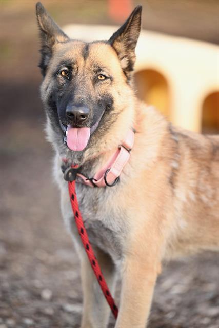 PORTIA*, Adoptable, Young Female Siberian Husky & Belgian Shepherd / Malinois.