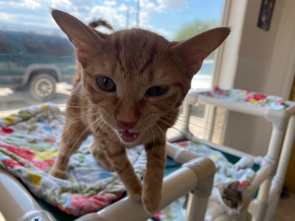 Rowdy — thumbnail 2