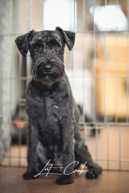 Mumford, Adoptable, Adult Male Schnauzer & Mixed Breed.
