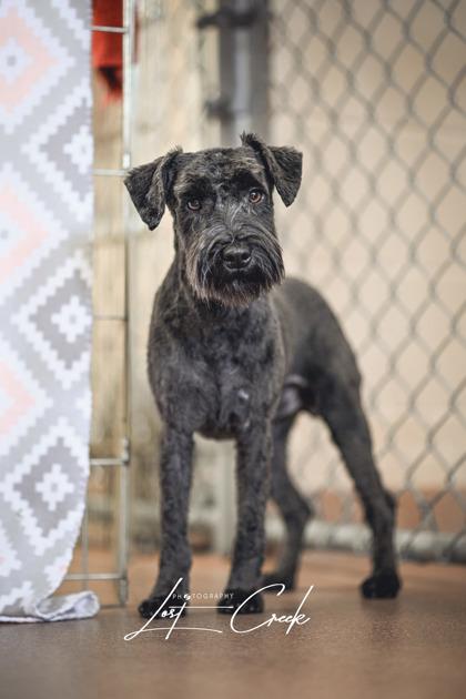 Enlarge Mumford, a Adoptable mixed breed in Kalispell, MT image 2/3