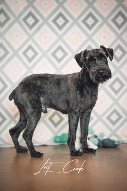Enlarge Mumford, a Adoptable mixed breed in Kalispell, MT image 3/3