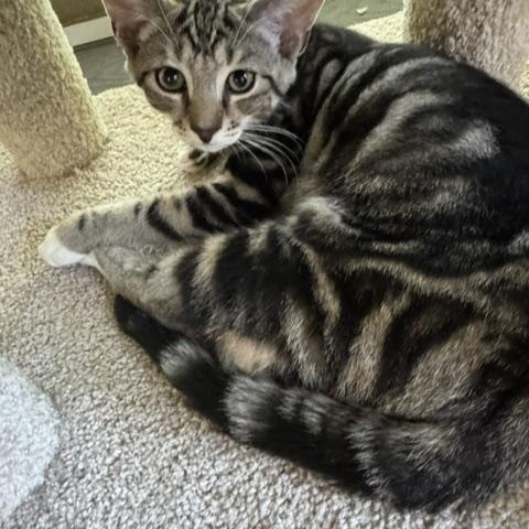 Enlarge Leo and Grace - Bonded Siblings, a ADOPTABLE Domestic Short Hair in Rochester, MA image 2/2